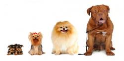 bandeau-chien1.jpg