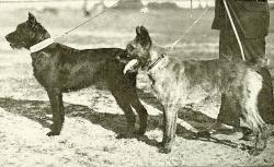 bouviers-de-roulers-draga-championne-12-premiers-prix-et-lyda-bouvier-belge-des-flandres-1er-prix-bruxelles-1920.jpg