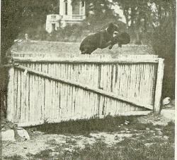 mab-berger-beauce-brevete-defense-et-pistage-1920.jpg