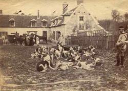 venerie-meute-de-courants.jpg