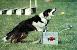 flyball14.jpg